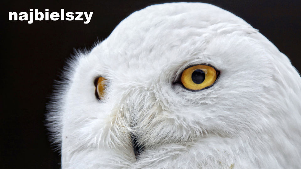 najbielszy
