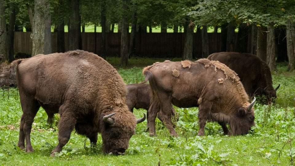 Białowieski Park Narodowy