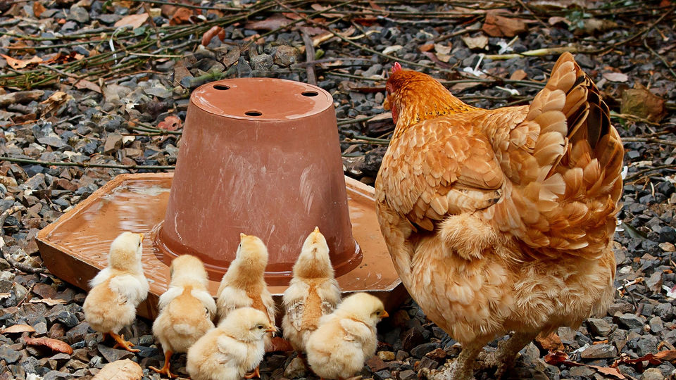 mięso drobiowe, mięso z kurczaka