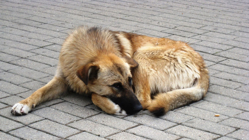 nędzny, niezdrowy, słaby, zły